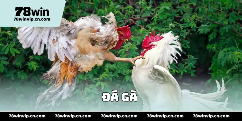 Đá Gà 78Win - Sân Chơi Chiến Kê Cho Hội Viên Đam Mê