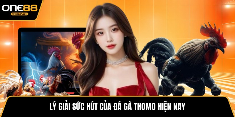 Đá Gà Thomo - Đấu Trường Kịch Tính Giữa Biên Cương
