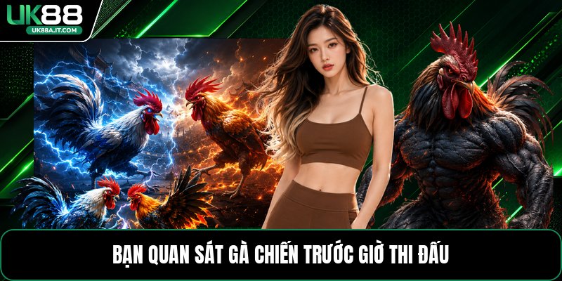 Đá Gà Cựa Dao C1 - Cách Xem Kèo Và Theo Dõi Trận Đấu